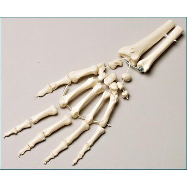 Anatomical Model, Prem Left Hand W/Forearm Loosely Strung